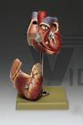 Heart 2-Part EconomyTea​ching Anatomical Model